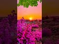قرآن كريم القارئ سعد الغامدي من سورة فصلت
