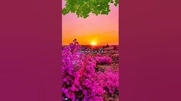 قرآن كريم القارئ سعد الغامدي من سورة (فصلت)