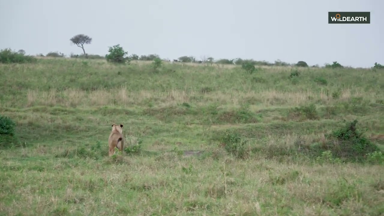 Сможет ли сервал убежать от нападающей львицы?