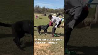 7 Month Old German Shepherd Almost Caught a Body !!