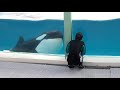 20181129【トレーナーさんと遊ぶシャチたち@鴨川シーワールド】鴨川シーワールド,kamogawa sea world,Killer Whales,orca