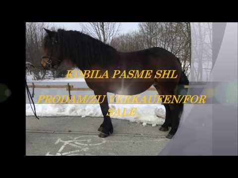 Video: Kaj Pričakovati, Ko Pričakuje Vaša Kobila