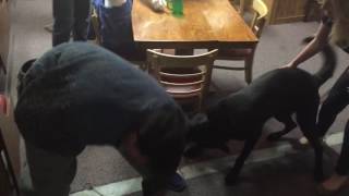 K9-1 Bite club Orfeo bite work bar room scenario