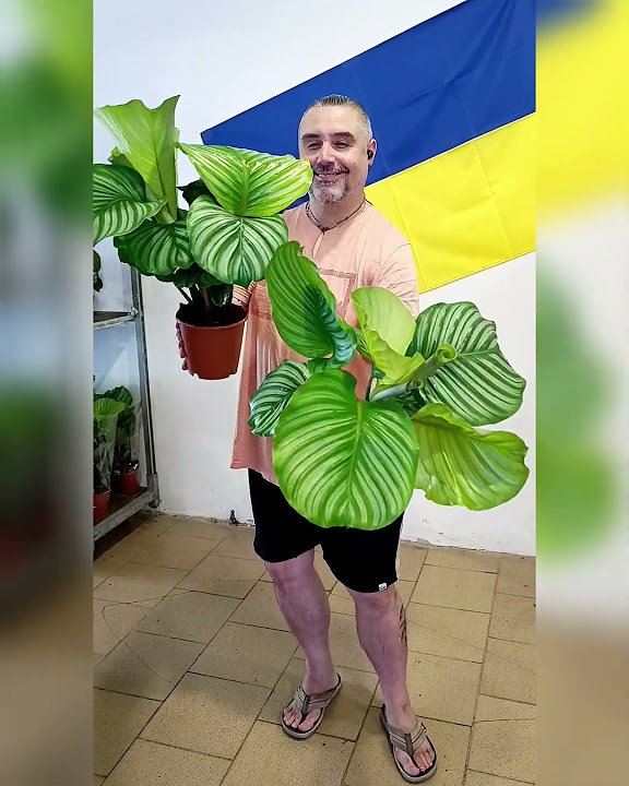 Калатея Орбифолия, цена 285 гривен! Бронь в вайбер 0996782355 #калатея ...