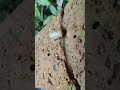 Coorg Rainy weather