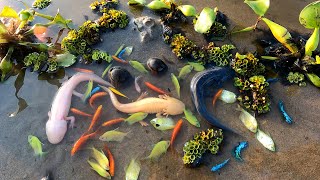 Wow A Man Fishing The Amazing Axolotl Salamande And Beautiful Small Color Fish Den Betta In Lake