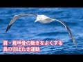 ストレッチポール │ 鳥の羽ばたき運動 StretchPole® Exercise; Basic Seven 3; Arm Abduction & Adduction Ex.