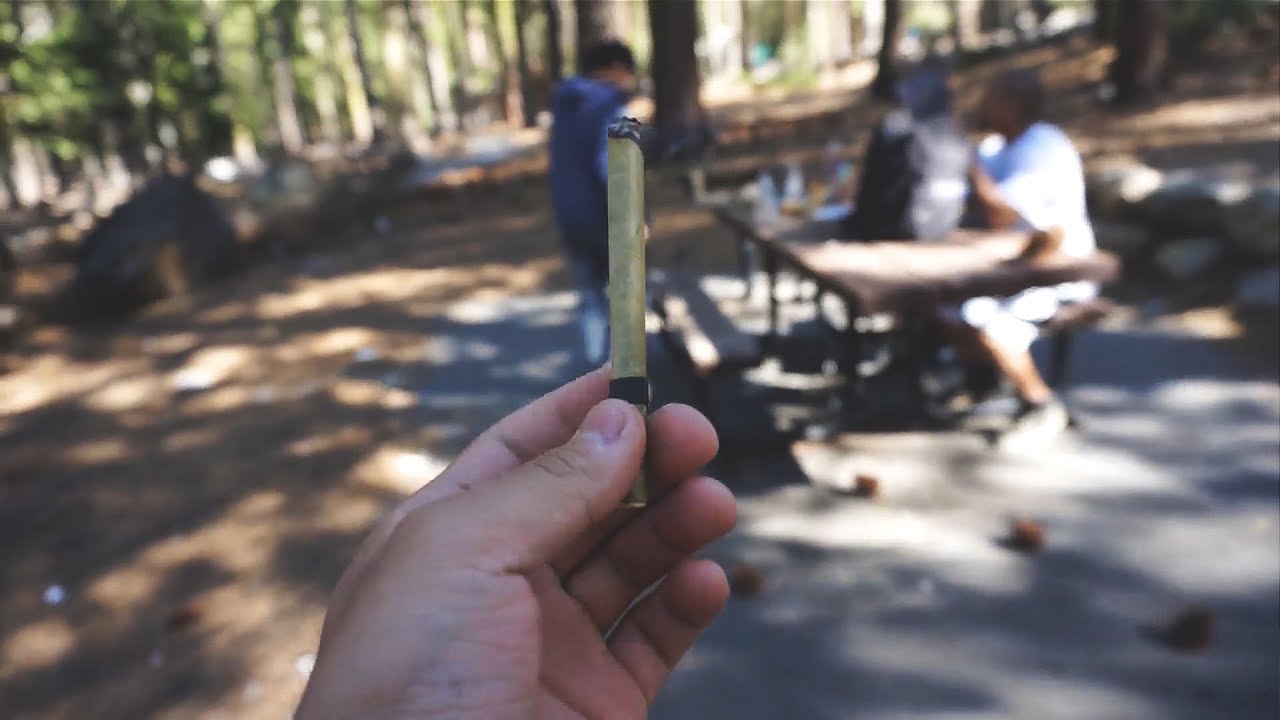 KING PALM SESH AT PINECREST