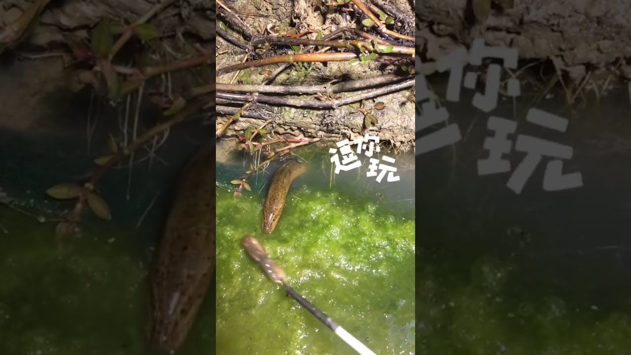 How To Catch An Eel Part 543