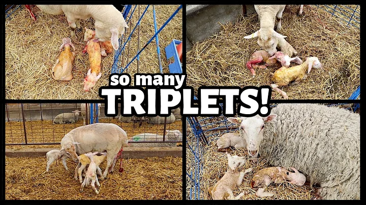 THIRTY SETS OF TRIPLETS?! | Our complete SUMMER 20...