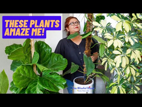 Video: Bright And Bold Houseplants - Huisplante wat 'n stelling maak