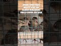 Burung puyuh pakannya maggot telurnya kandung omega kohe pupuk #farming #bsf #quail #omega #shorts