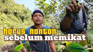 Sebelum anda memikat harus tonton dulu biar tidak menyesal.Burung mantenan Kolibri cucak ijo mini