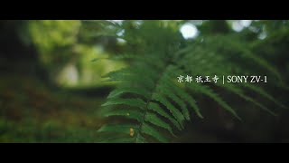 SONY ZV1 Cinematic Video Handheld shooting | Giouji Kyoto