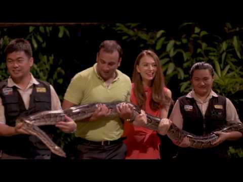 Night Safari: Singapore&#039;s No. 1 Night Spot