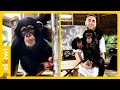 La emotiva reacción de un chimpancé al ver a quienes le salvaron la vida