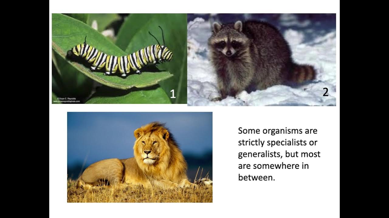 Lab 3-- Optimal Foraging Theory - YouTube