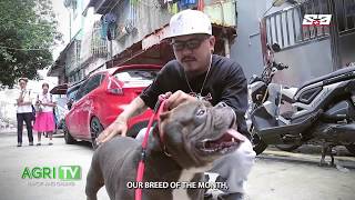 AGRITV October 13, 2019 Episode  HAPPY PETS  American Bully