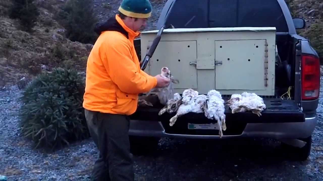 Day Rabbit hunting in newfoundland YouTube