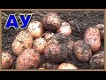 Выращиваем картофель в мешках -эксперимент часть 1.