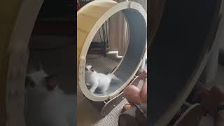 Rag Doll kitten cat wheel