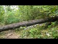 4K Nature walking tour! Ambient virtual walk along the forest trail in the Zhiguli Mountains, Russia