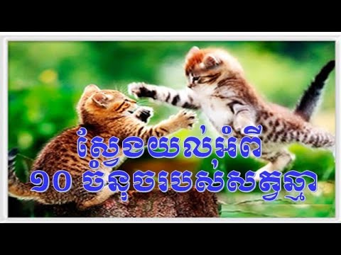 ស្វែងយល់អំពី ១០ ចំនុចរបស់សត្វឆ្មា