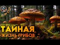 ЛЕКЦИЯ ДЛЯ СНА🌙 Тайная Жизнь Грибов