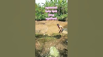 yu ka sadayana cuang meulem lauk
