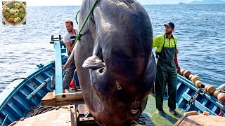 Sunfish Cutting Master, How the chef cuts and prepares a 2-ton Sunfish - Emison Newman