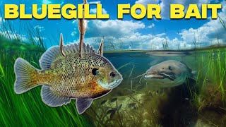 Using Bluegill to Catch BIG FISH (Catch and Cook)