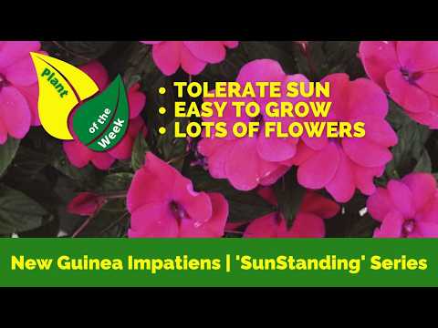 New Guinea Impatiens 'SunStanding' Series | Mounding Annual hqdefault