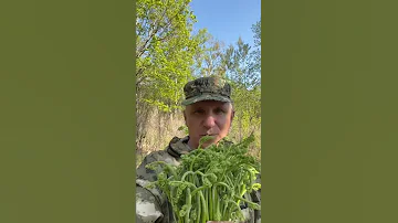 Сезон сбора папоротника открыт…. Папоротник Орляк, Дальний Восток.