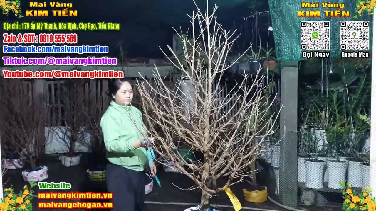 Phôi Mai Thủ Đức Giá Rẻ Bao Ship Bao Sống Toàn Quốc - Mai Vàng Kim Tiền Chợ Gạo