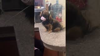 Dog Holds Yarn While Grandma Knits