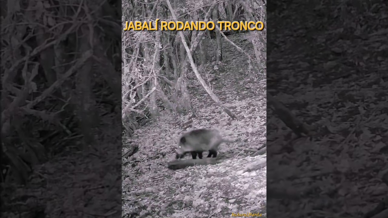 JABALÍ RODANDO TRONCO #asturiasparaisonatural