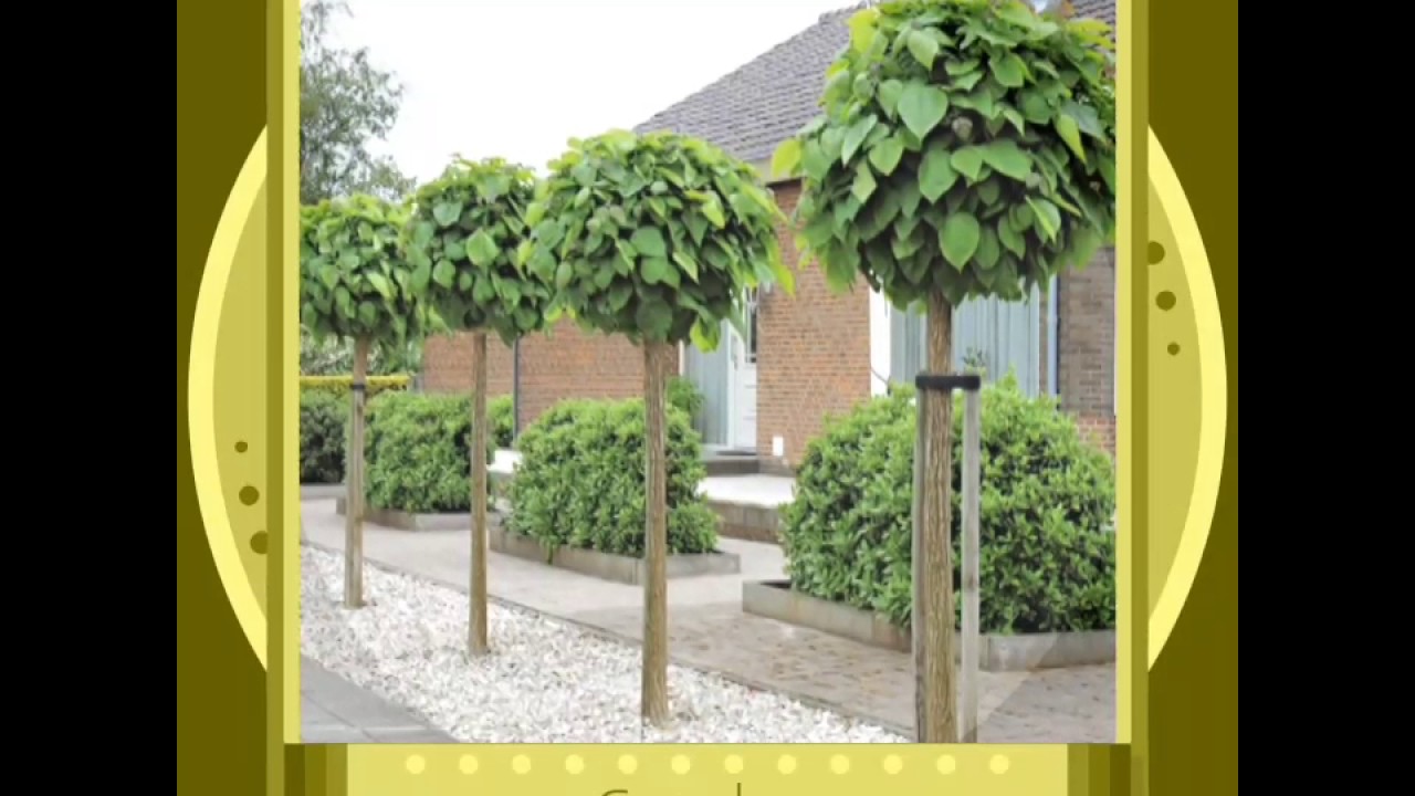 Mop Top Trees YouTube Mop Top Trees YouTube