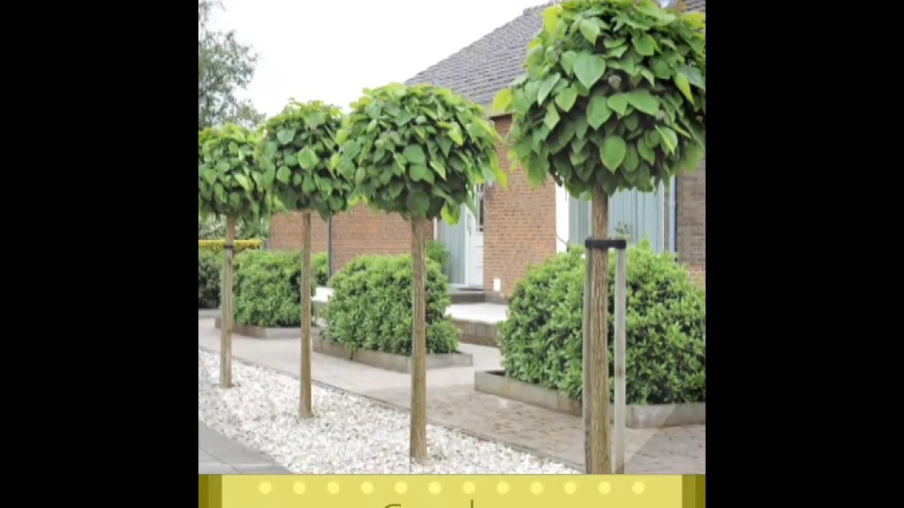 Mop Top Trees YouTube