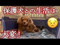 【保護犬】をお迎えしました #繁殖引退犬