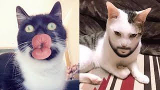 Funniest cat videos‼️10 FUNNY cat dog friendships #cute cats #funny dogs #catlover #animals