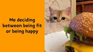 50 Cat Memes That Might Be Better Than Therapy