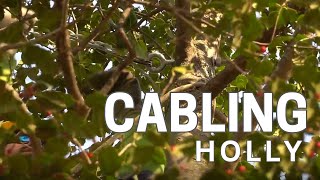 Tree Cabling: American Holly