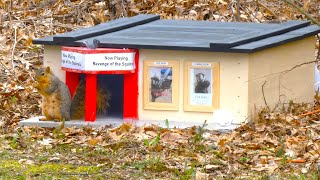 I Built a Movie Theater For The Squirrels
