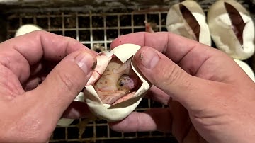 BALL PYTHON EGG CUTTING VIDEO - Pastel Banana Clown ball pythons