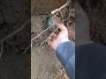 коп по первой мировой ww1 russian bunker excavation from rigasfrontline easternfront and flask find