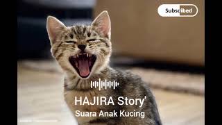 SUARA ANAK KUCING MEMANGGIL IBUNYA SAMPE TERIAK  #cat #donasi #catlovers