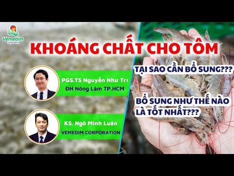 KHOÁNG CHO TÔM – BỔ SUNG NHƯ THẾ NÀO TỐT NHẤT??? | PGS. Nguyễn Như Trí & KS. Ngô Minh Luân | Vemedim
