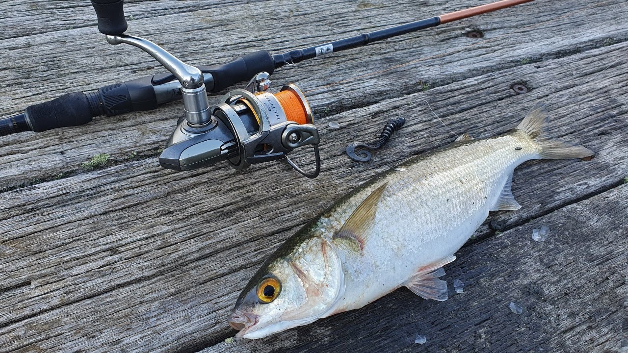 how to catch mullet with soft plastics - Mullet Fishing Melbourne 