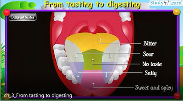 From Tasting to Digesting | Class 5 EVS Chapter 3 | CBSE