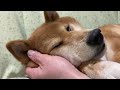 【甘えん坊】ペロペロの次は甘える番
